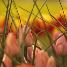 Emerging Spring.